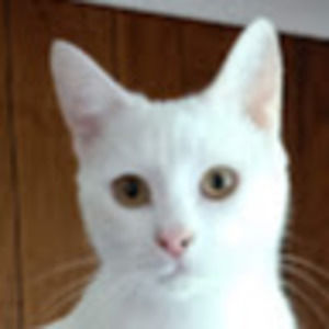 Meet your Posher, Frances